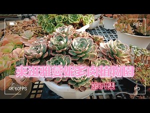一起來逛新竹的雅蔓妮多肉植物園〡第01集