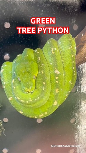 Green Tree Python