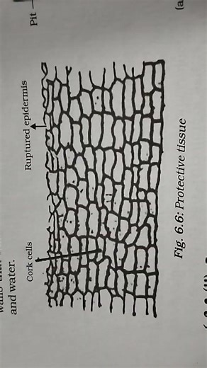 class 9 chapter 6 tissues diagrams