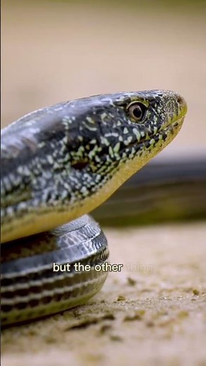 Glass Lizard - Legless Reptile that Looks Like a Snake