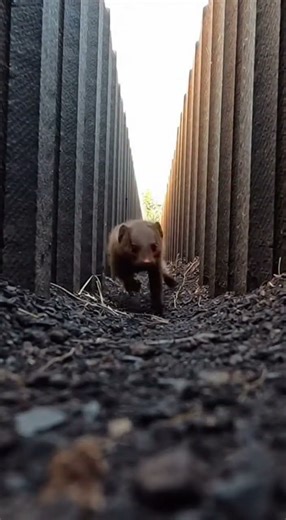 Dwarf Mongoose vs Okapi on the a narrow slot between stacked basalt pillars