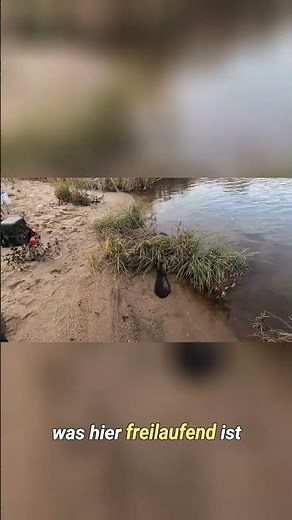 Einfacher Trick: Karpfenhaken & Wurm richtig montieren