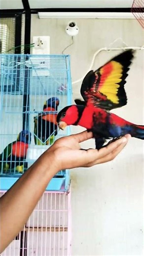 Beautiful Rainbow Lorikeet Bird 😍🥰 ll #lori #birds #shorts