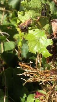 Fruit To Begin Your Home Grown Adventure #fruit #grape #sustainability #gardening