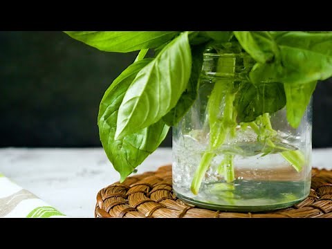 How to Store Fresh Basil