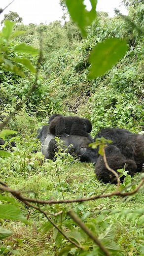 Gorillas are one of five great apes… can you name the other 4? TIP, you’re one of them 😉. Check out our stories for the answers! 📸: James Munyawera | Dian Fossey Gorilla Fund