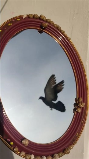 Decorating Mirror with sea shells #art #mirrorart #seashells