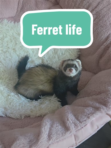 Pantufla compilation. #ferretsoftiktok #ferret #littlestinker