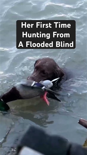 My dog retrieved a STUD green head! #hunting #labrador #duckhunting