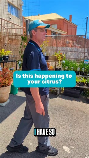 🍋 Is this common problem happening to your citrus? Before you jump to any conclusions, make sure you know the real culprit. We're trying something new in today's video and we'd love to know what you thought of the cute critter cameos: 👍 Or 👎? 👉 Let us know: like, save or share this post and follow @homehardwareblackwood for more practical garden home fixes. 🛒 To shop with us, go online, visit us in store or call 8278 2171 to order. 📍 Blackwood, SA – FREE delivery within 10 km* 🌿 Advice sh