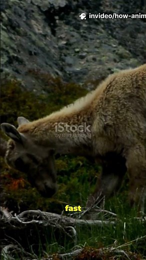 How animals adapt to climate change