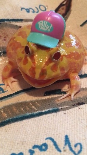 Understanding Frog Behavior: Deciphering the Pacman Frog's Smiles