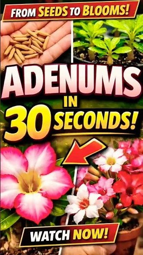 Adenium: Seed to Flower in 30 Seconds! #greenrooftop #garden #gardeningplants #gardening #plants