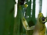 Brave glass frog defends his spawn from swarms of hungry wasps