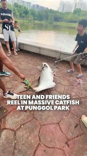 Teenage boy and his friends catch and release huge catfish at Punggol Park