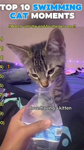 SWIMMING cat 💧🐈 #shorts