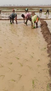 290K views · 4.5K reactions | Rice transplanting | S. A. Imam agro investment limited | Facebook