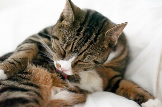 Why Does My Cat Lick the Fur off Her Lower Belly?