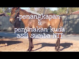 MENANGKAP dan menjinakkan KUDA sandel asli dari pulau sumba NTT
