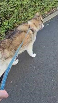 Out and at it again, Dog Walking with Sabre 28/1/26