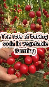 319K views · 3.8K reactions | #planting #farming #farmer #plant #garden #agriculture #gardening #gardeningtips #farmlife #gardening101 #farmingtiktok | Agriculture 2.1 | Facebook