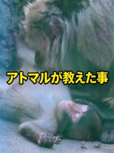 アトマルとパンチくん】教えてくれた優しさ#がんばれパンチ #市川市動植物園 #ichikawazoo #punch #fypp #猫 #パンチ