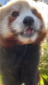 131K views · 15K reactions | Kodo was the very first red panda cub...