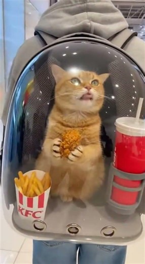 😻😻😻😻🍔🍔🍔🍟🍟🍟🥤🥤🥤🥤🥤