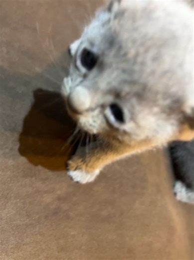 All kittens are raised in a loving environment within our home. Each one is vet-checked, vaccinated, and dewormed before being placed in their forever homes. They are litter trained and introduced to scratching posts and basic grooming routines. We ensure they are socialized with adults, children, and other pets for a smooth transition. A kitten starter pack is provided, which includes toys and care guidelines. We offer a health guarantee and continued support after adoption. We may not be a lar