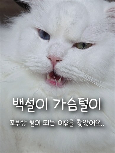 같이 사는 고양이 가슴털이 젖는 이유는?