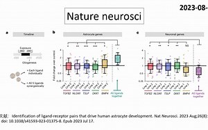 Nature neurosci—重磅：科学家鉴定出驱动人类胶质细胞发育的配体分子组合_哔哩哔哩_bilibili