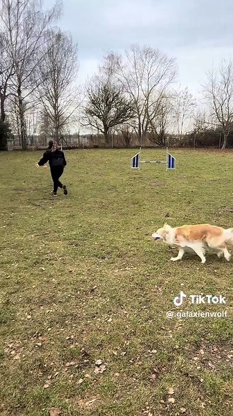 Wir hatten einen perfekten Lauf… Es war nicht dieser 😂🫶🏻 Phine kann noch keinen Slalom, entsprechend haben wir dort nur ein Tor :) #hund #bordercollie #agility