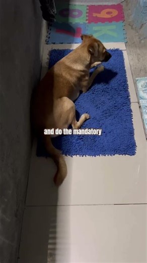 Nap time means finding the perfect angle #youtubeshorts #dog