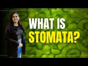 What is Stomata?