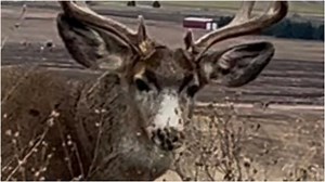 Majestic Buck With Massive Rack Caught On Camera In Montana: PHOTOS