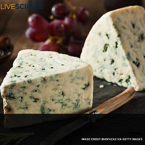 Cheeses such as Stilton and Camembert contain species of mold that are safe for humans to eat. Why? Learn more 👉 https://trib.al/KMAQlZo | LiveScience