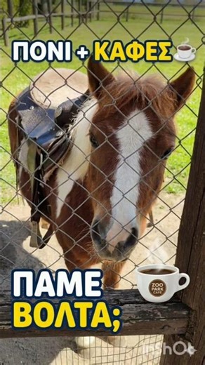 ​Το πιο μικρό άλογο που έχετε δει! 🐴✨ #shorts #zoopark #cafe #pony