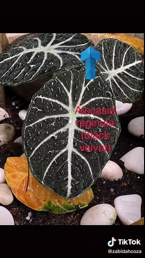 How to create Tik Tok Template? #tiktokguru #TahukahAnda @laoshikaren