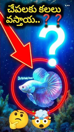 The Underwater Dream World of Fish 🐟💤