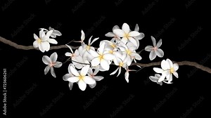 Blooming Flowers - Plumeria Frangipani - Two White Branches - Transition - I - Realistic naturalistic 3D animation isolated on transparent background with alpha channel