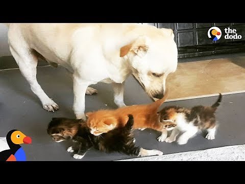 Abandoned Dog Helps Raise Kittens and Other Baby Animals | The Dodo