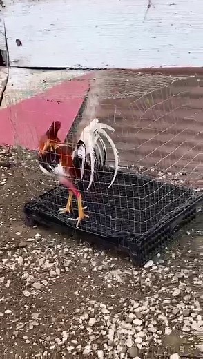 Gallos finos de Puerto Rico 🇵🇷 #gallos #finos #gallosfinos #puertorico #pr #rd #colombia #venezuela #gallos #pelea #puertorico #gallero #gallera