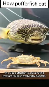 How pufferfish eat Crab #fish #fishtank #foryou | Fish With Tony Mustache
