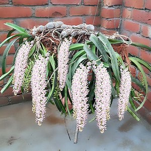 How to make best Potting Mix for Orchid | English Subtitle | Rana Craft