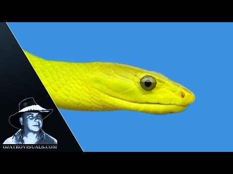Green Mamba Basking In Tree 01 Footage