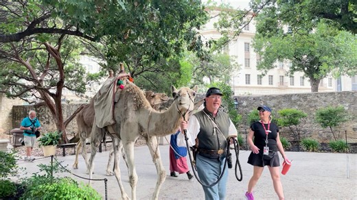 To celebrate World Camel Day, the Texas Camel Corps brought camels to the Alamo to educate visitors about why the United States Army turned to camels in the 1850s. https://bit.ly/3ZGg12Q | News 4 San Antonio