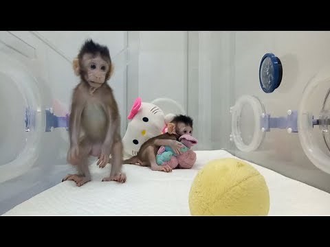 Zhong Zhong & Hua Hua - the first cloned macaque monkeys