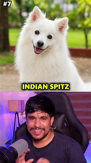 Top 10 Most Popular Dog Breeds in India