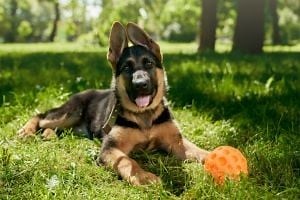 German Shepherd Breed Guide | Training & Grooming | Petplan