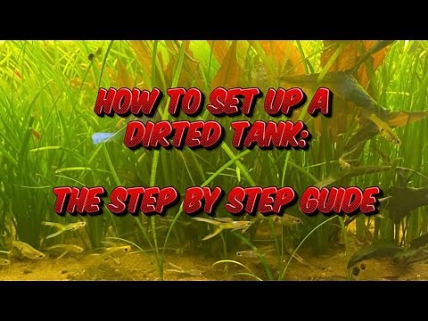 HOW TO SET UP A DIRTED TANK: THE STEP BY STEP GUIDE